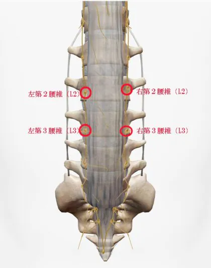 施行方法としては、右足L2・左足L2の順で行い。効果不十分であればL3を追加するのが良いと思います。
